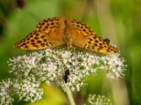 Kaisermantel Weibchen